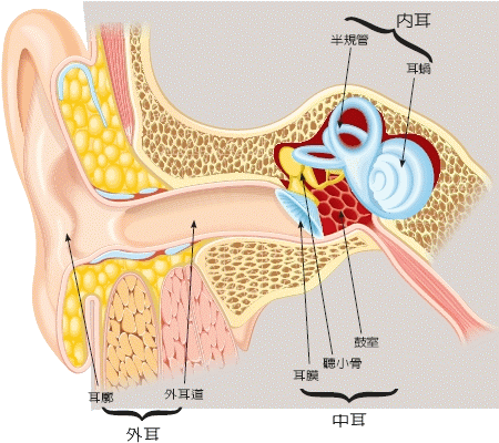 ●耳朵的構造【20090906聯合報／元氣周報p2】