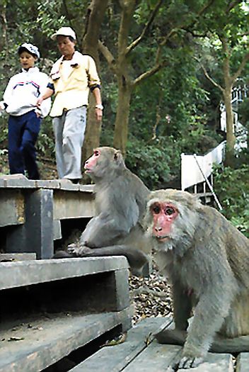 ●高雄市壽山公園「猴」滿為患，不時傳出獼猴攻擊事件，民眾登山健行時無不小心翼翼，與猴群保持安全距離，避免遭到「毒手」。聯合報資料照片／記者劉學聖攝影